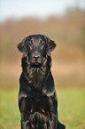 Flat Coated Retriever Portrait