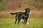 Flat Coated Retriever