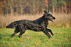 playing Flat Coated Retriever