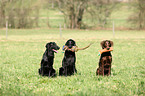 Flat Coated Retriever