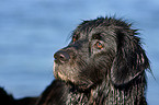 Flat Coated Retriever Portrait