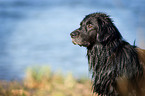 Flat Coated Retriever Portrait