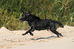 running Flat Coated Retriever