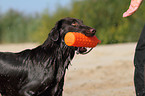 Flat Coated Retriever Portrait