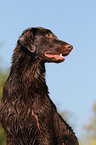 Flat Coated Retriever Portrait