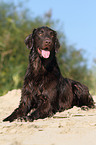 lying Flat Coated Retriever