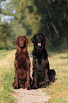 2 Flat Coated Retriever