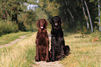 2 Flat Coated Retriever