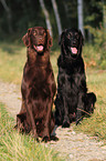 2 Flat Coated Retriever