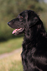 Flat Coated Retriever Portrait