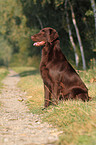 sitting Flat Coated Retriever