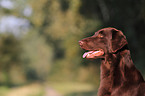 Flat Coated Retriever Portrait