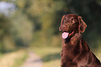 Flat Coated Retriever Portrait