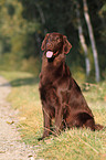 sitting Flat Coated Retriever