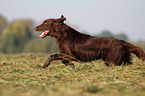 running Flat Coated Retriever