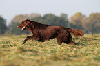 running Flat Coated Retriever