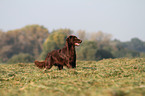 Flat Coated Retriever