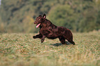 running Flat Coated Retriever