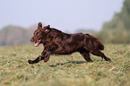 running Flat Coated Retriever