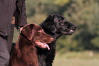 2 Flat Coated Retriever