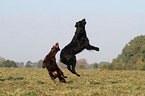 2 Flat Coated Retriever