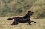 running Flat Coated Retriever