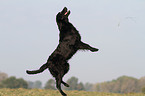 jumping Flat Coated Retriever