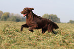 running Flat Coated Retriever