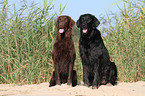 2 Flat Coated Retriever