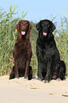 2 Flat Coated Retriever