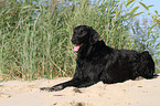 lying Flat Coated Retriever