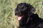 Flat Coated Retriever Portrait