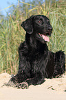 lying Flat Coated Retriever