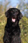 Flat Coated Retriever Portrait