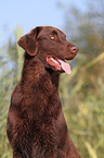 Flat Coated Retriever Portrait