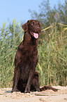 sitting Flat Coated Retriever