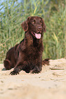 lying Flat Coated Retriever