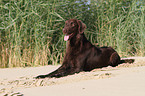 lying Flat Coated Retriever