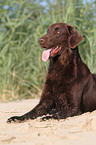 lying Flat Coated Retriever