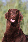 Flat Coated Retriever Portrait