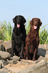 2 Flat Coated Retriever