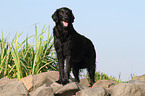 Flat Coated Retriever