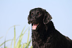 Flat Coated Retriever Portrait