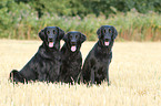 3 Flat Coated Retrievers