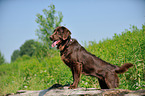 Flat Coated Retriever