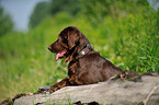 Flat Coated Retriever Portrait