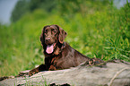 Flat Coated Retriever Portrait