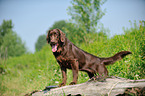 Flat Coated Retriever