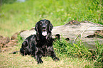 lying Flat Coated Retriever