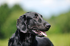 Flat Coated Retriever Portrait